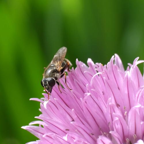 Réf. 302 294 : Cheilosia caerulescens